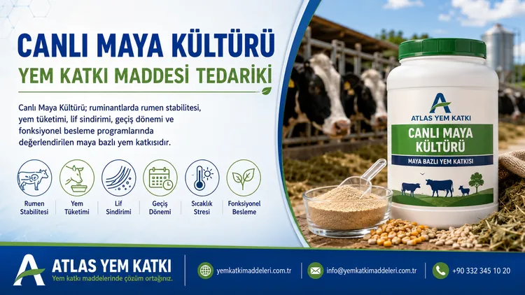 Canlı Maya Kültürü