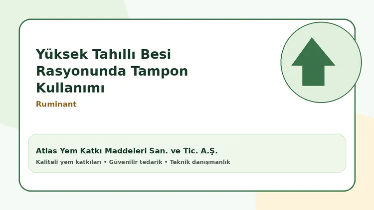 Yüksek Tahıllı Besi Rasyonunda Tampon Kullanımı